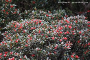 Fleurs, Doubtful Sound, Nouvelle-Zélande. Auteur et Copyright Marco Ramerini