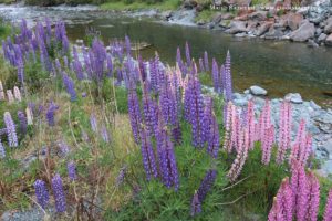 Lupin des jardins, Cascade Creek, Milford Road, Nouvelle-Zélande. Auteur et Copyright Marco Ramerini