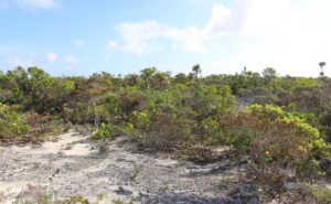 La végétation de l'intérieur de l'île, Long Island, Bahamas. Auteur et copyright Marco Ramerini